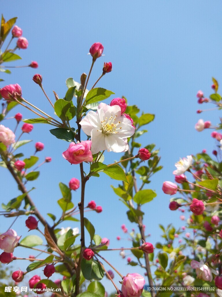  春天的花