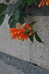 凌霄花与石墙