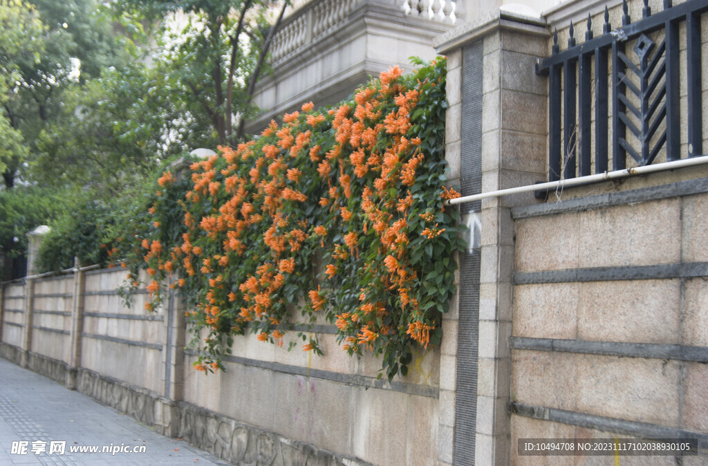 石墙庭院凌霄花