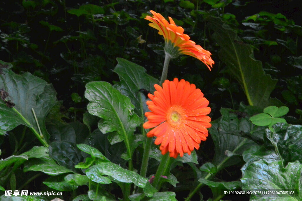 非洲菊