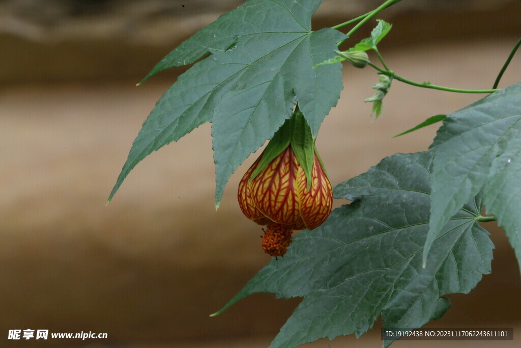 风铃花