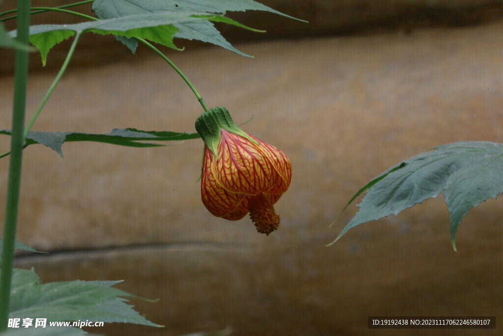 风铃花 