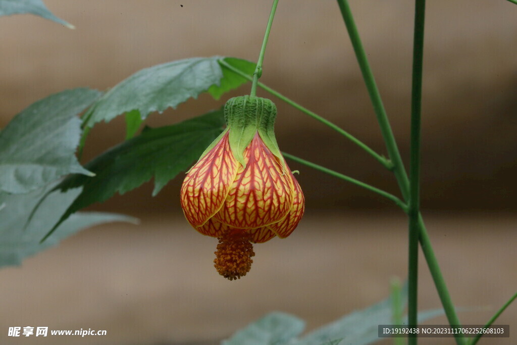 风铃花