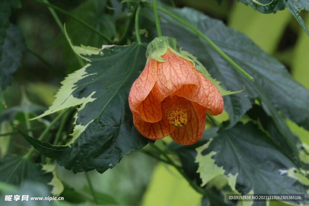 风铃花 