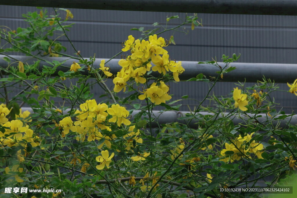 温室花草  