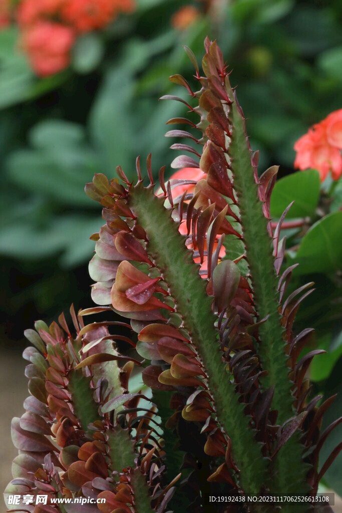 温室花草