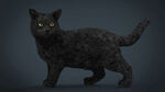 C4D模型 猫