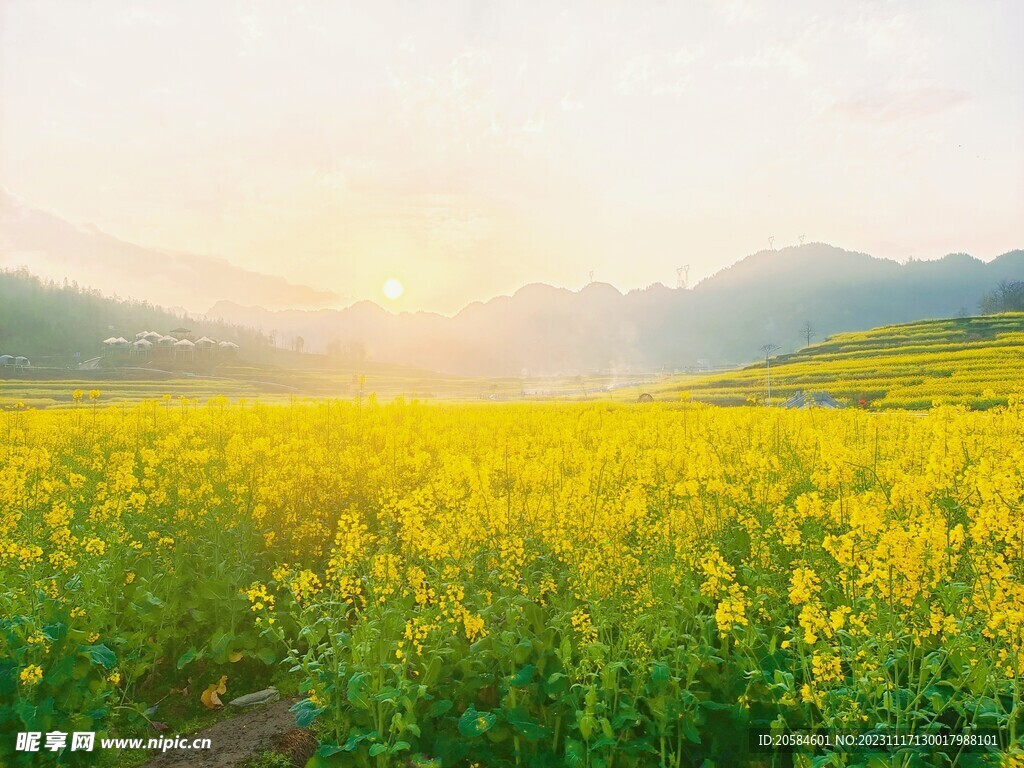 油菜花