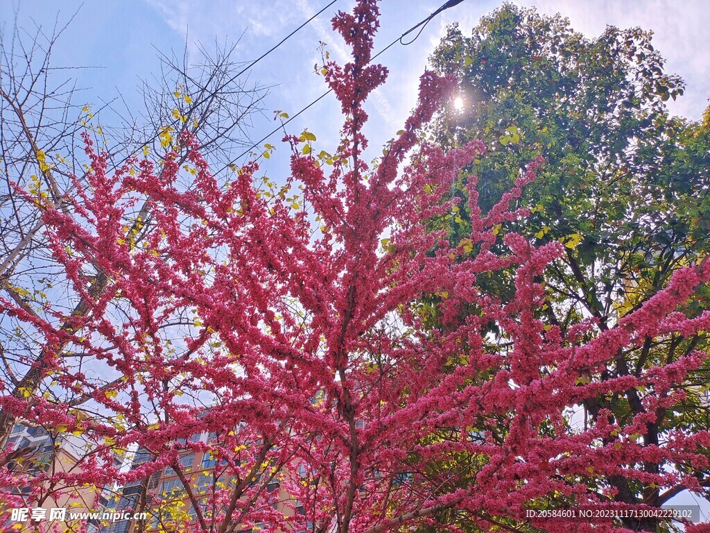 梅花