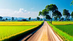 农村公路，公路两边都是稻田树木，道路笔直，路上有汽车往来，线条清晰，色彩鲜明，蓝天白云，阳光明媚，光线明朗