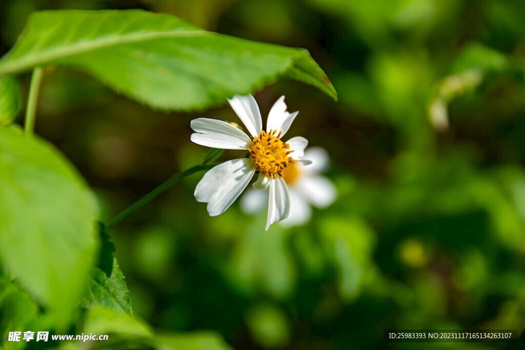 雏菊