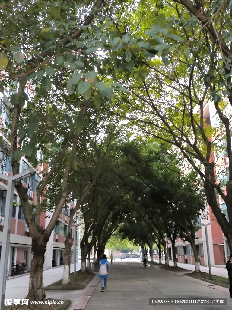 校园的树