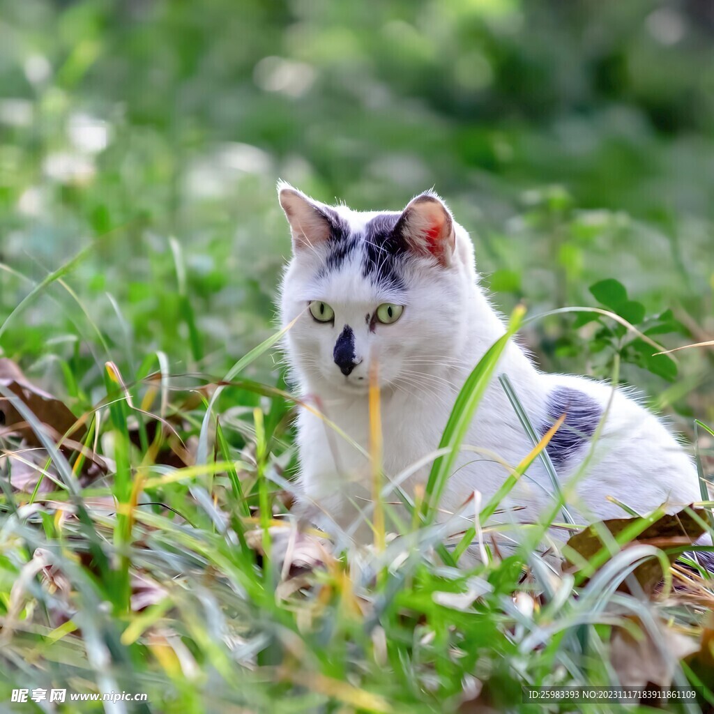 猫