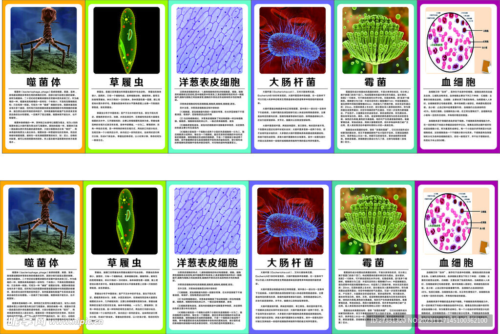 生物知识展板