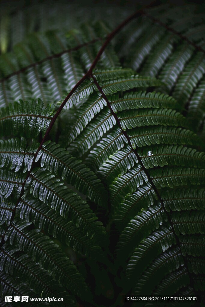 阙类植物叶子