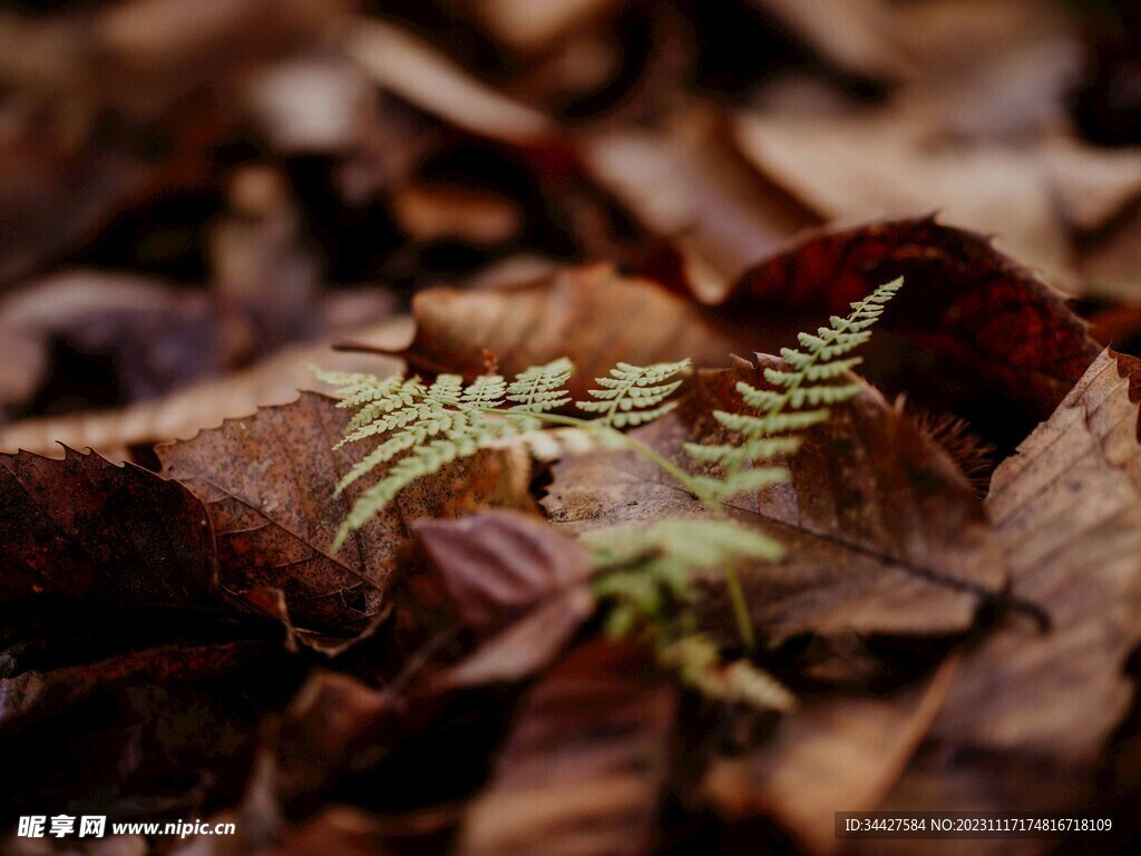 阙类植物叶子