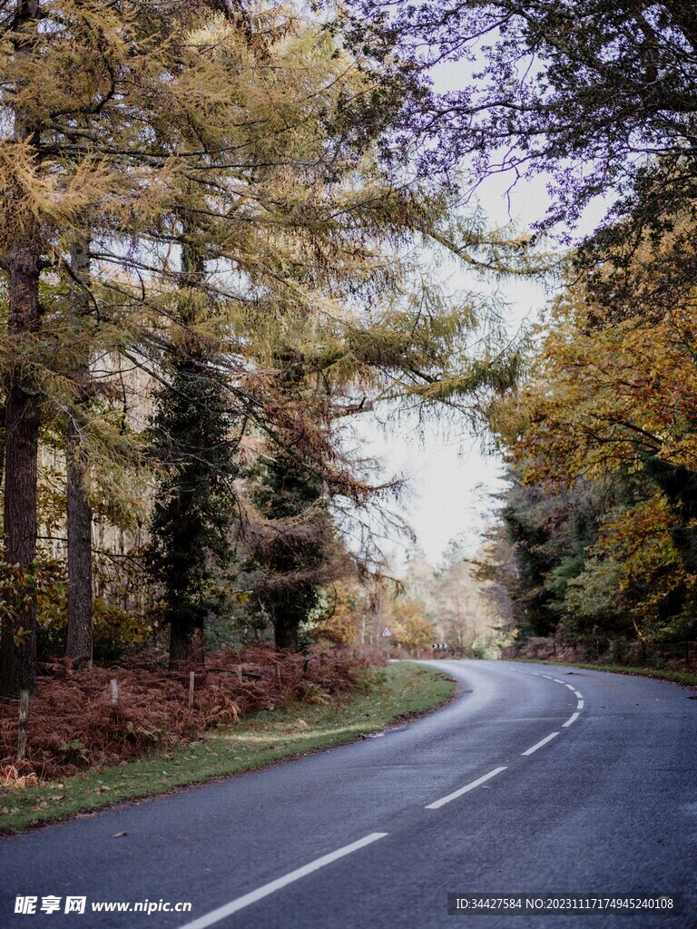林间道路