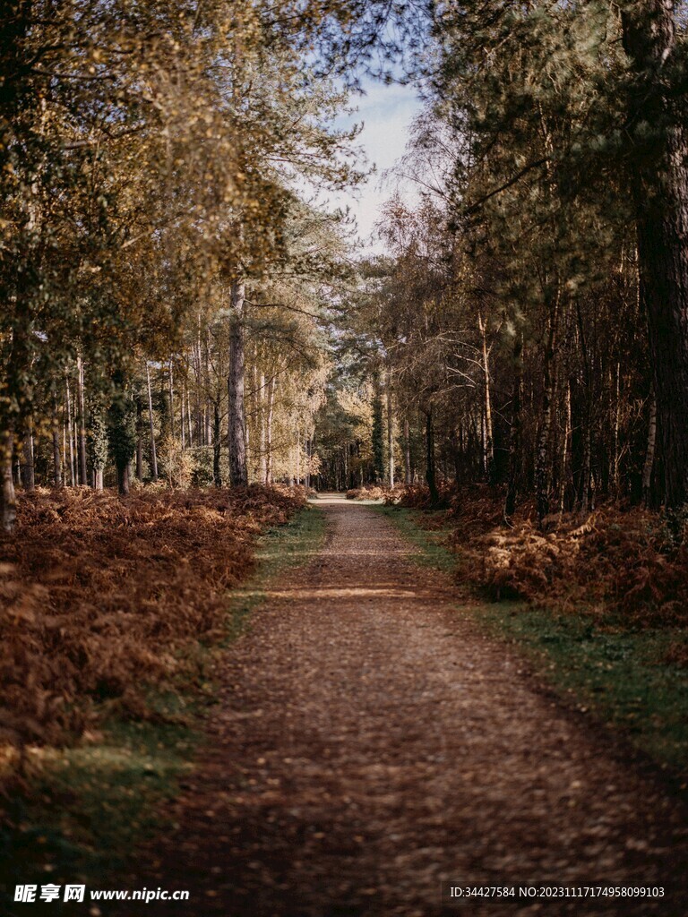 林间小路