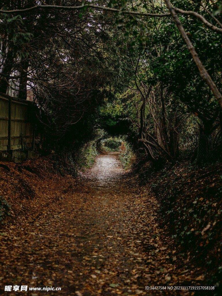 林间小路
