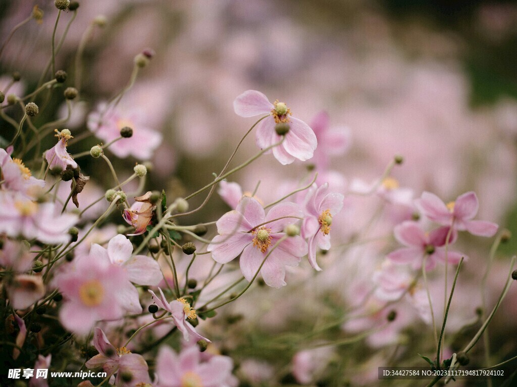 野棉花