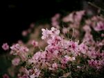 野棉花