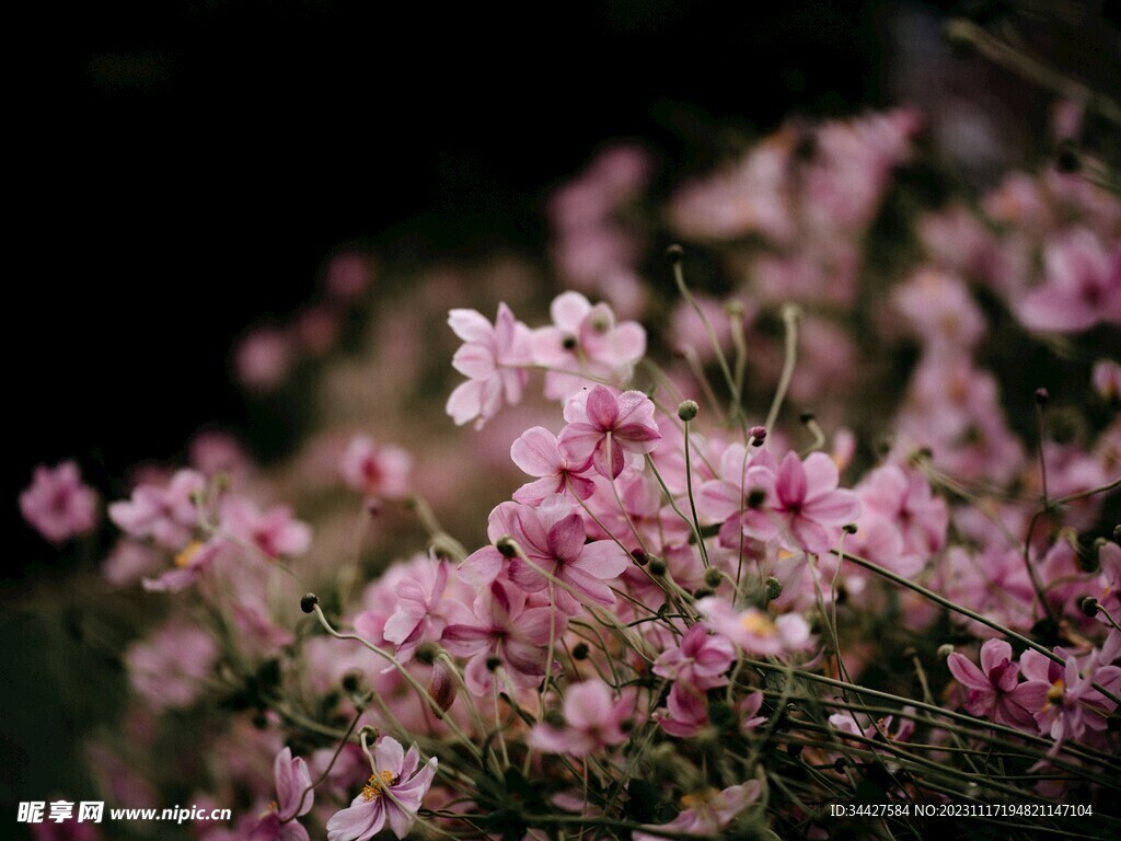 野棉花