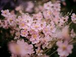 野棉花