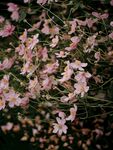 野棉花