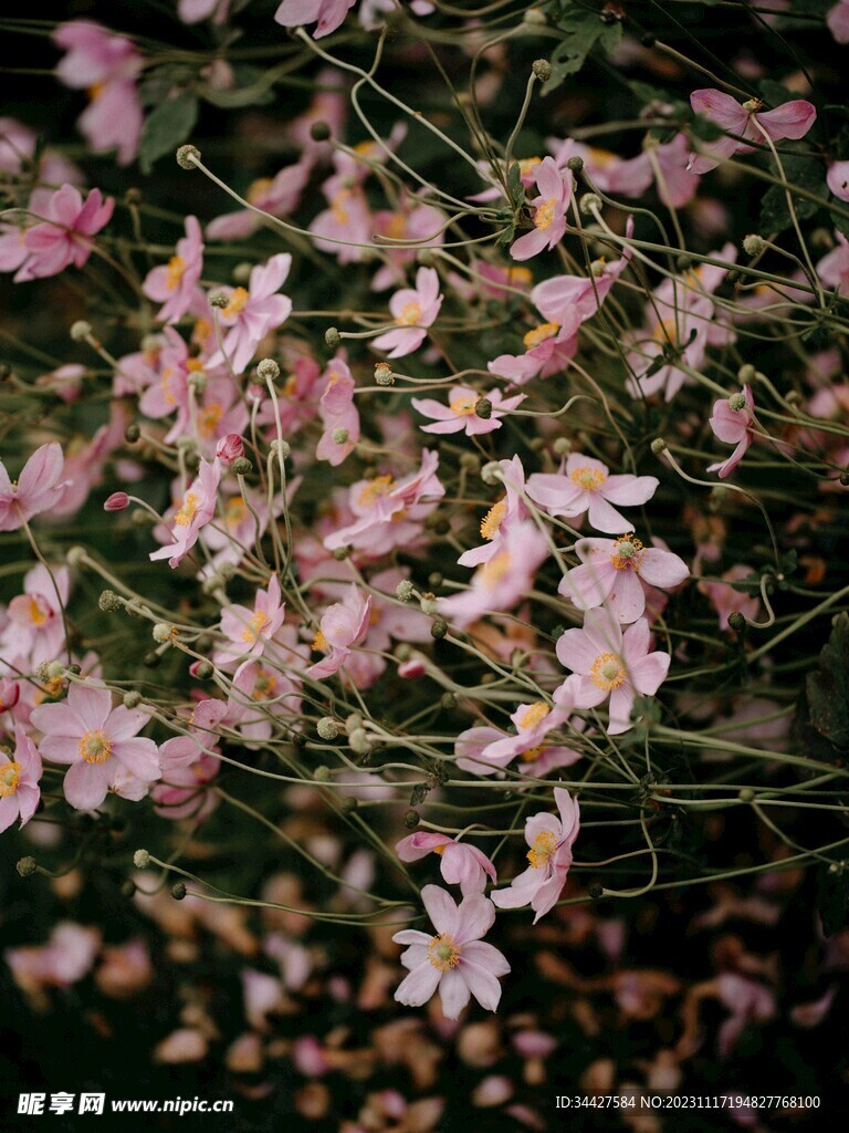 野棉花