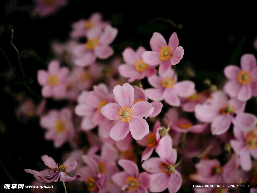 野棉花