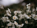 野棉花