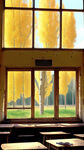 老教室，老教室窗户，窗户外边是杨树，正对着窗户，真是的杨树，80年代的窗户