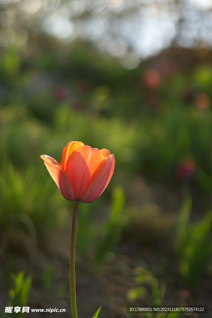 郁金香