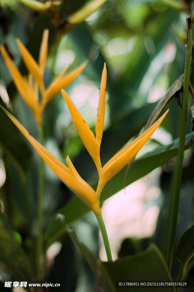鹤望兰
