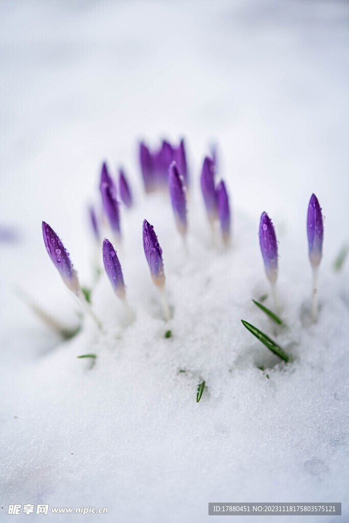 番红花