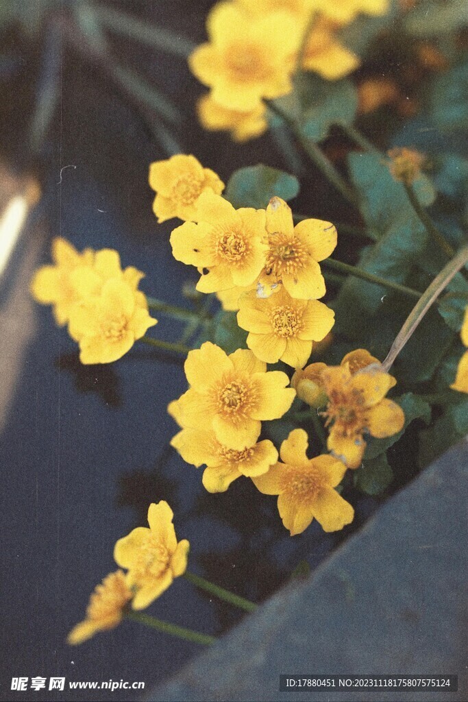 棣堂花