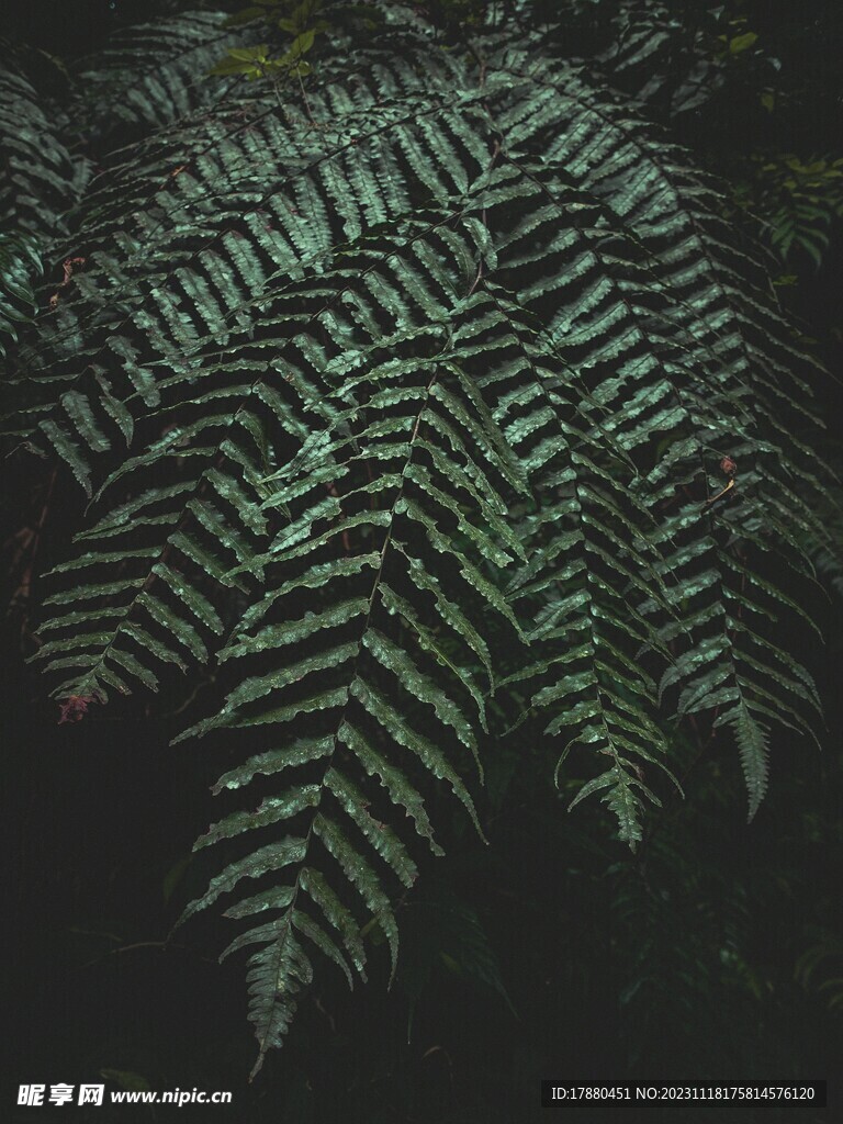 蕨类植物