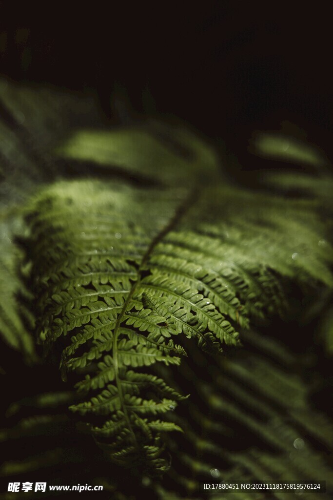 蕨类植物