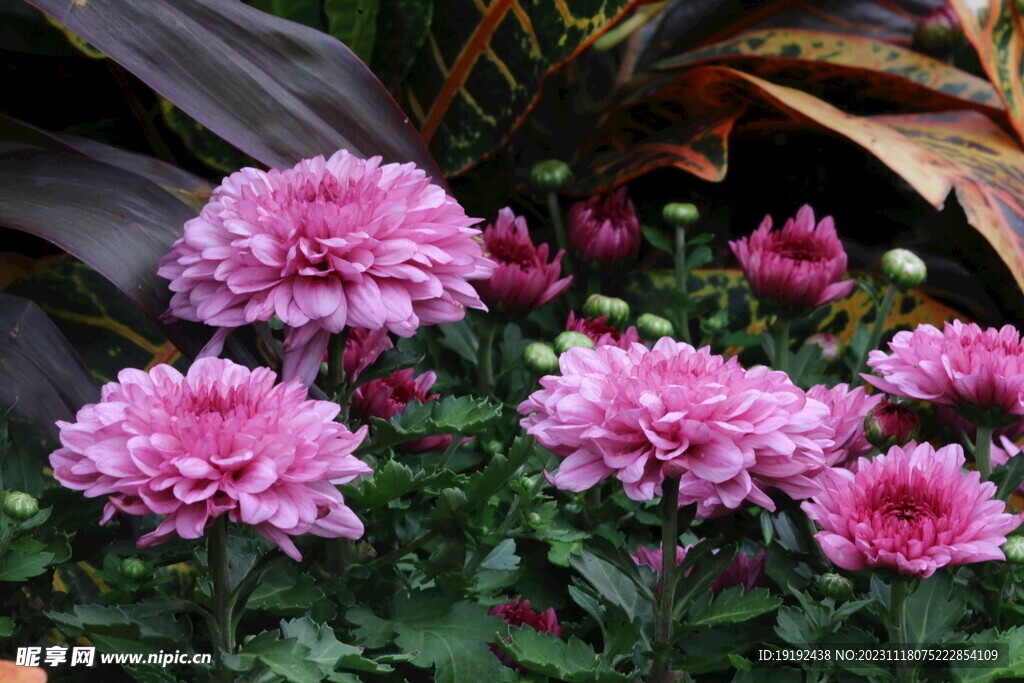 菊花