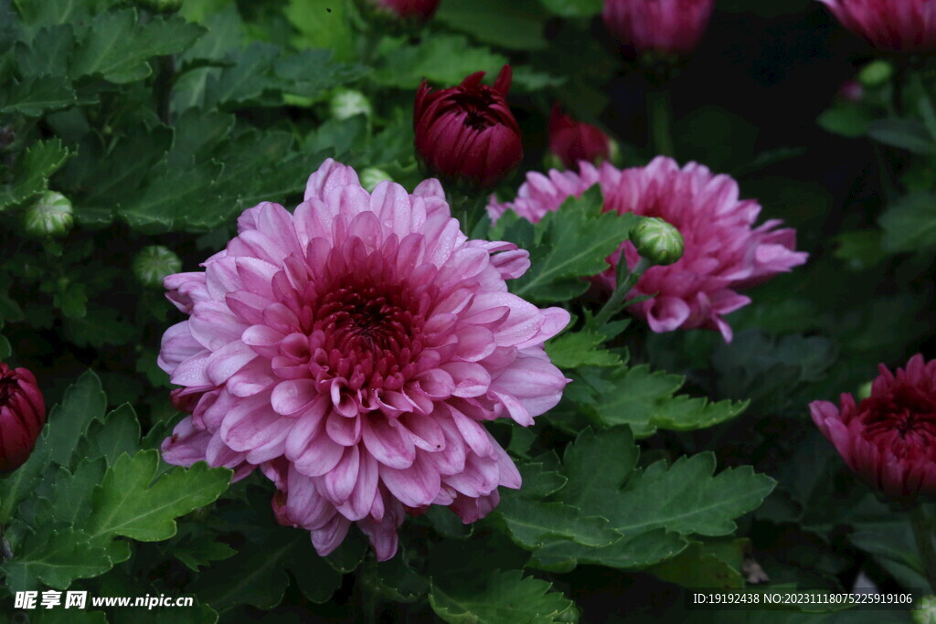 菊花