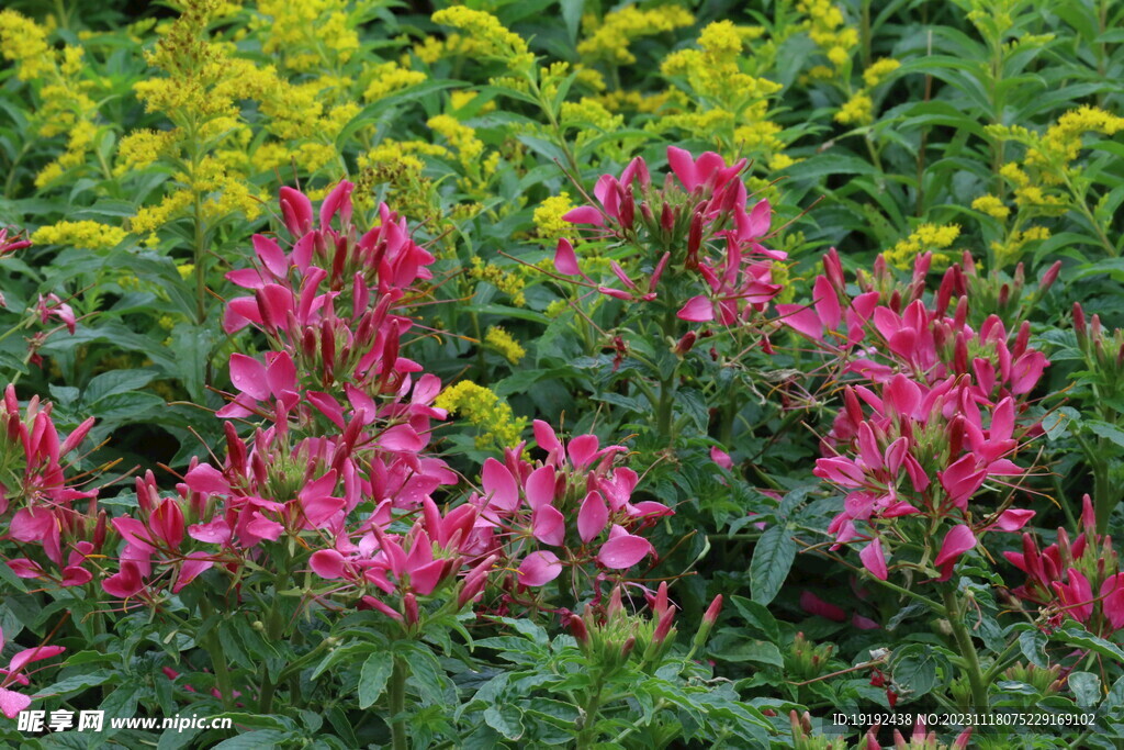 醉蝶花