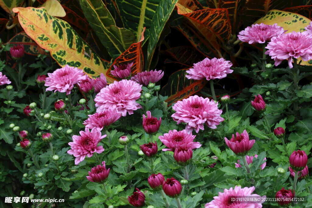 菊花