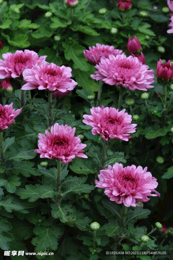 菊花 