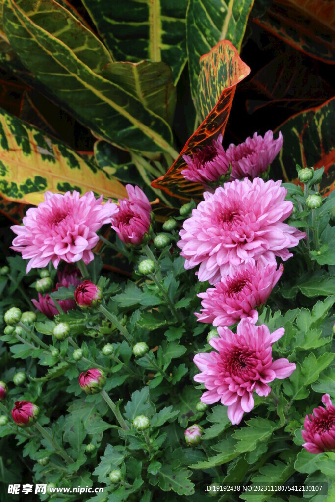 菊花