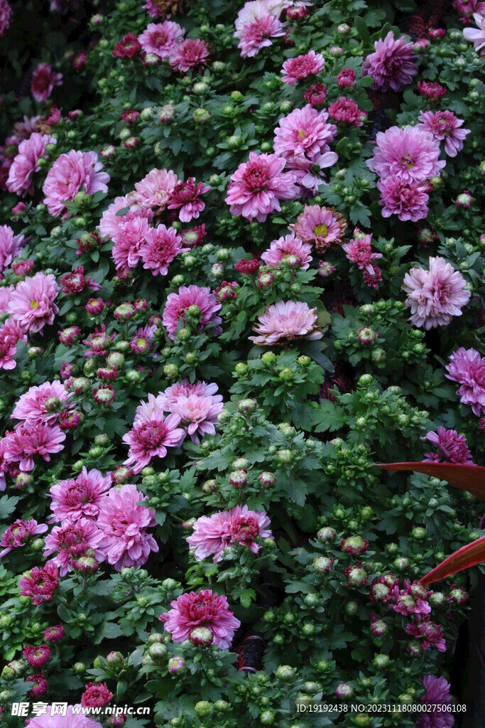 菊花