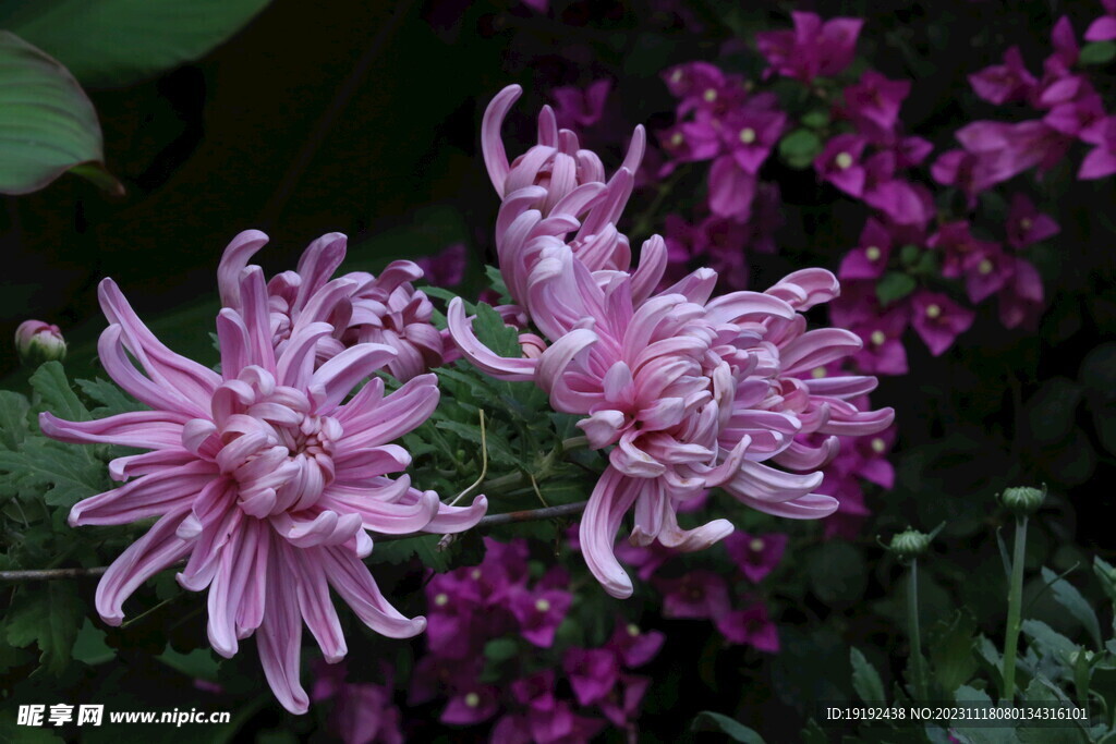 菊花 
