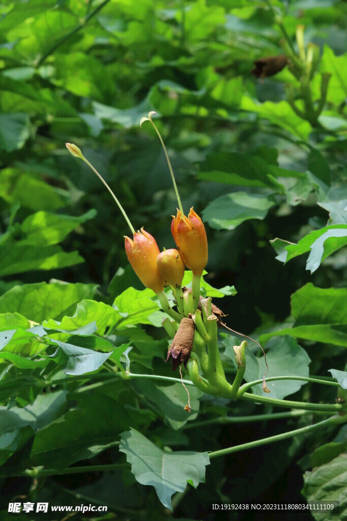 凌霄花
