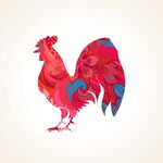 公鸡