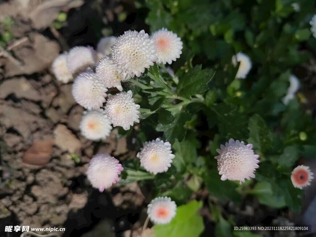 雏菊