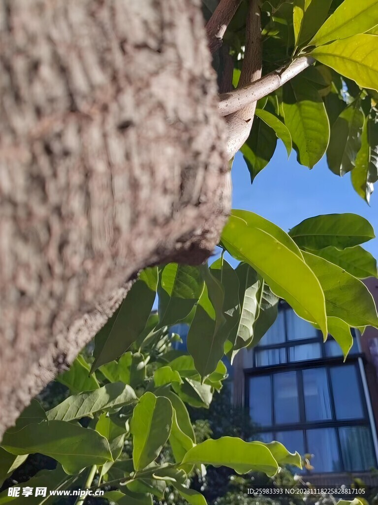校园的树